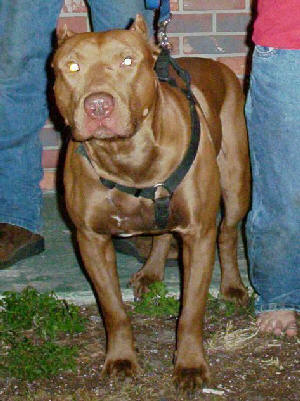 Mostaganem Les pitbulls, nouvelle arme des agresseurs