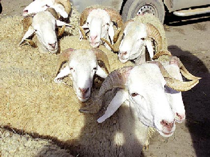 Mouton de l’Aïd El-Adha Proda, met en vente 15 000 têtes