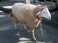 Prix du mouton, Les spéculateurs se lancent déjà dans la bataille