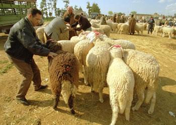 Vente anarchique des moutons à la veille de l’Aid, Benbada annonce un projet de réalisation de marchés de bétail