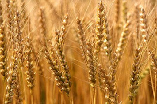 718 tonnes de blé, sion et maïs détournés par la mafia à Msila La sécurité alimentaire algérienne frappée en plein coeur