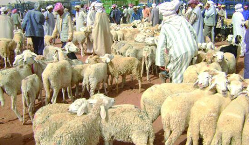 Achat du mouton de l’Aïd, Faut-il attendre le dernier jour… ?