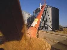 Baisse de la production céréalière au niveau national à 49,1 millions de quintaux