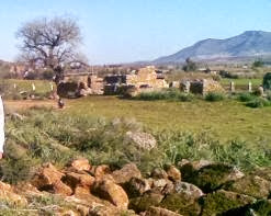 Batna, Le cèdre en danger