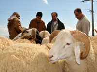 Contrebande, Des moutons marocains «malades» saisis aux frontières