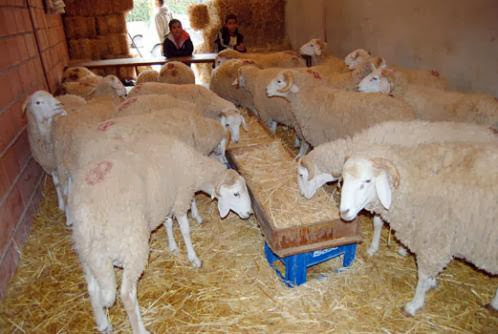 Des tentatives d’« intoxiquer » le marché algérien déjouées Plus de 10.000 moutons malades en provenance du Maroc saisis aux frontières Ouest
