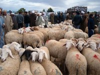 Il coûte entre 35.000 et 70.000 Da sur le marché, Le mouton vend chèrement sa peau