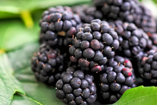 La cuisine des sous-bois