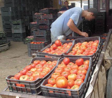 Laid Benamor, L’Algérie peut atteindre l’autosuffisance en tomate industrielle dans 5 ans