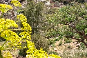 Lancement prochain de projets de préservation du parc du Djebel Aïssa (Naâma)