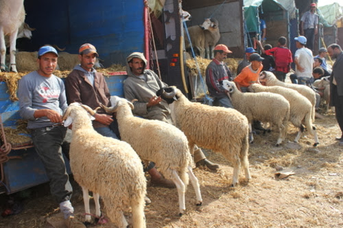 Le prix du mouton de la race d’Ouled Djellal inabordable à M’sila