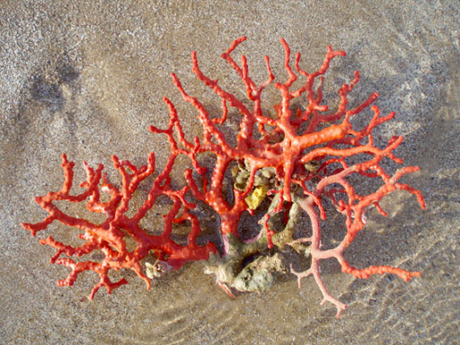 L’exploitation ouverte dès janvier prochain les barons du corail ne séviront plus