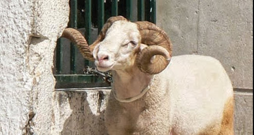 MASCARA : Le mouton fait des sacrifices avant d’être sacrifié
