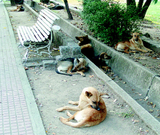 Mordue depuis quelques jours par un chien errant à Akid Lotfi, une fillette décède à l’hôpital Qui en est responsable ?