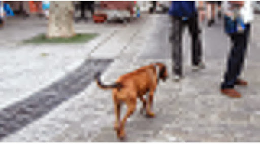 Mordue par un chien errant a hai khemisti: La mort de la petite Rania fait scandale à Oran