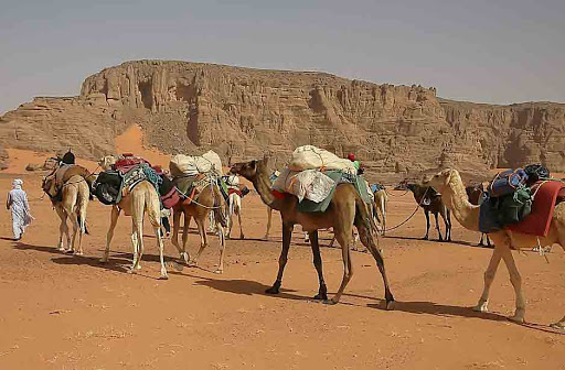 Tamanrasset : Le plan «biodiversité» mis en œuvre