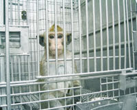 «Torture» de singes : Air France impliqué