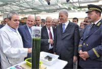 Un centre de recherche et de développement des petites algues