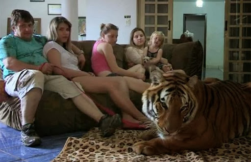 Une famille brésilienne vit avec sept tigres