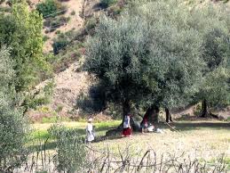 Une production de 33.500 quintaux d’olives attendue à Tébessa