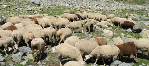 Vol de bétail à l’approche de l’Aïd El-Adha 1.064 voleurs d’ovins arrêtés en 9 moi