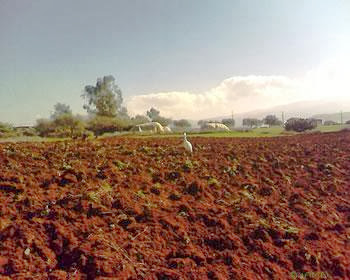 BOUIRA, La sécheresse menace