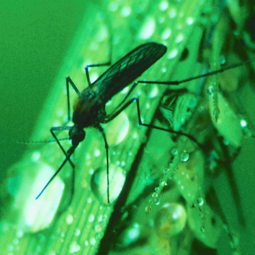 Cas de paludisme, La grande mobilisation