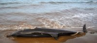 Echouage de 42 spécimens de cétacés au littoral algérien