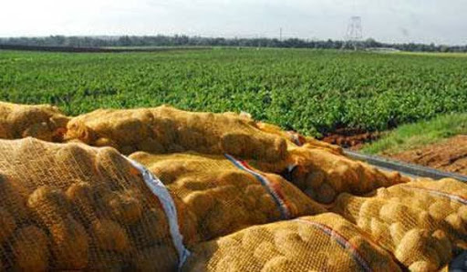 Hausse de la production de la pomme de terre à 50 millions de quintaux en 2013 (ministre)