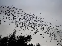 Jijel : les étourneaux reviennent, les oléiculteurs « tremblent »