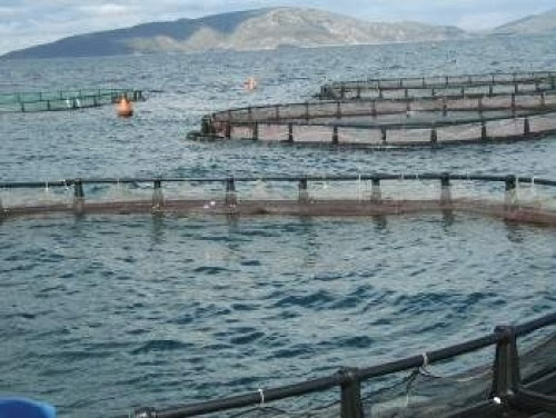 la wilaya d’Ain Temouchent accueillera une entreprise production de moules en cage flottantes