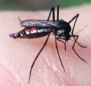 Le phénomène revient après chaque journée, La valse «menace» aussi les entraîneurs étrangers