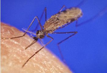 Nouveau cas de malaria à Sidi-Bel-Abbès