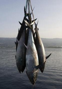 Pêche au thon rouge, Le quota de l’Algérie reconduit