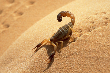 Plus de 250 cas de piqûres de scorpion enregistrés depuis janvier à Illizi