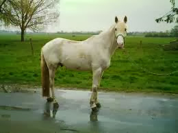 Un cheval barbe offert, à Relizane, au président de la République