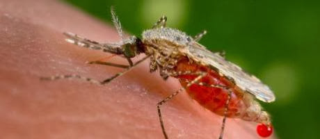 Un quatrième cas de paludisme à Guelma et un onzième à Ghardaïa