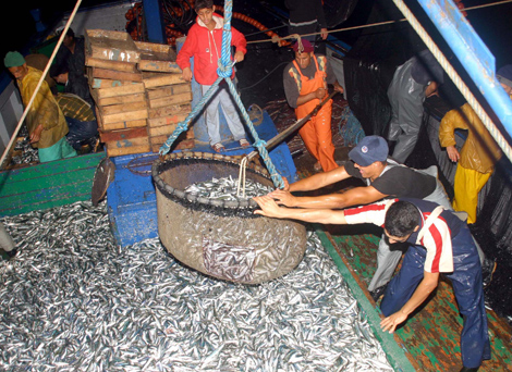 Ain El Allam, Ain-Temouchent, Saisie de plus de 2 tonnes de sardines provenant du Maroc
