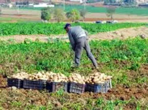 Algérie-Hollande : des opportunités d’investissement dans la transformation de la pomme de terre mises en exergue à Mostaganem