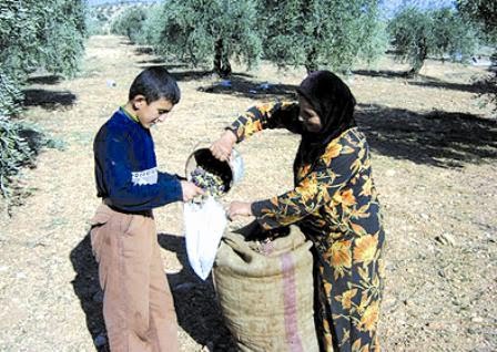 Collecte des olives à Béjaia, Les champs prennent les couleurs de la saison