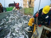 La signature de l’accord de pêche entre le Maroc et l’UE ne fera qu’accentuer le pillage des richesses sahraouies (Polisario)