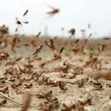 Lutte anti-acridienne : renforcer la concertation entre les pays de la région