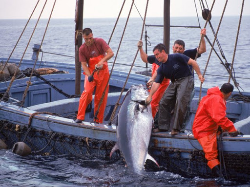 Pêche au thon rouge,L’Algérie veut récupérer son quota historique