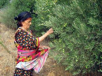 Région montagneuse à vocation arboricole, La Kabylie peut-elle nourrir ses enfants?