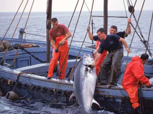 Thon rouge, L’Algérie défendra ses intérêts jusqu’au recouvrement de son quota historique