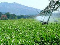 Tlemcen : les ressources hydriques mobilisées permettent l’extension des superficies agricoles irriguées (ministre)