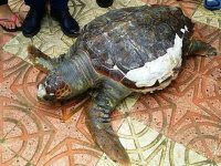Une tortue géante rejetée par la mer à Jijel