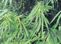 USA : bientôt des «coffee shops» de cannabis