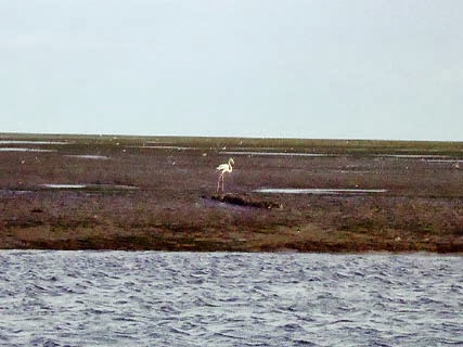 Visite au parc national du ban d’Arguin, Là où le désert épouse l’Atlantique