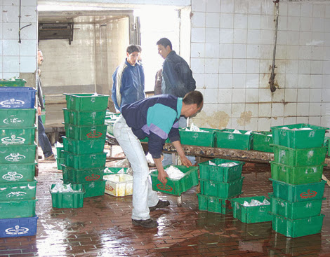 Algérie-L’UGCAA appelle à l’augmentation de la production de lait pour les besoins de la capitale